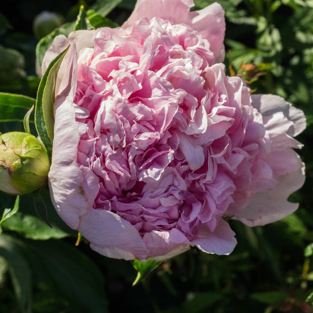 Peony Sorbet Perennial Bedding