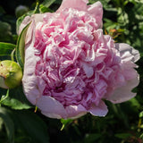 Peony Sorbet Perennial Bedding