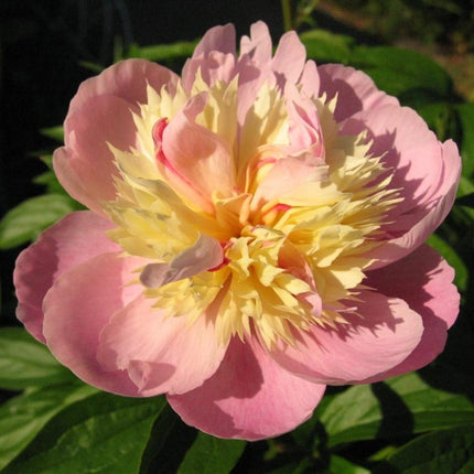 Peony Sorbet Perennial Bedding