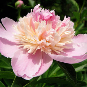 Peony Sorbet Perennial Bedding