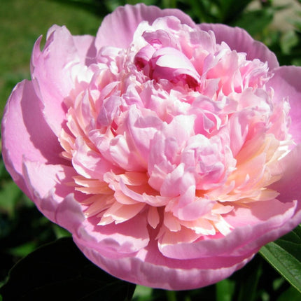 Peony Sorbet Perennial Bedding