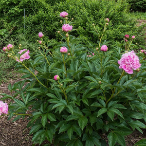 Peony Sorbet Perennial Bedding