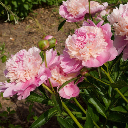 Peony Sorbet Perennial Bedding