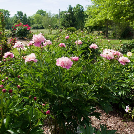 Peony Sorbet Perennial Bedding