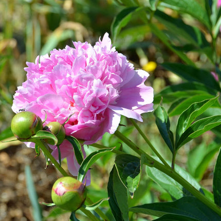 Peony Sorbet Perennial Bedding