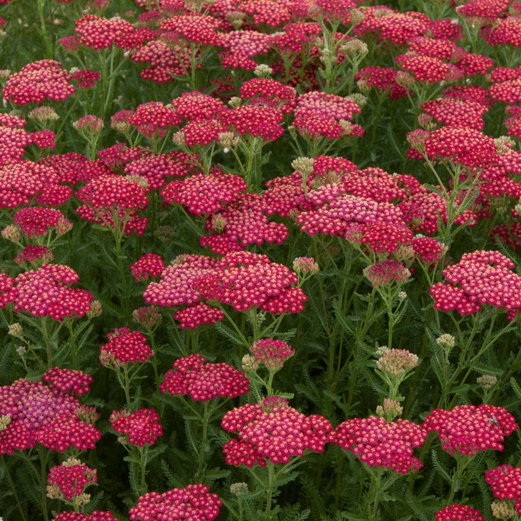 Achillea 'New Vintage Red'