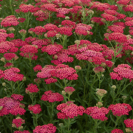 Achillea New Vintage Red Perennial Bedding