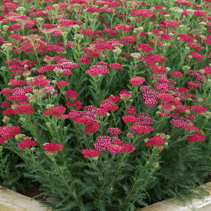 Achillea New Vintage Red Perennial Bedding