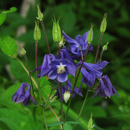 Aquilegia Barlow Blue Perennial Bedding