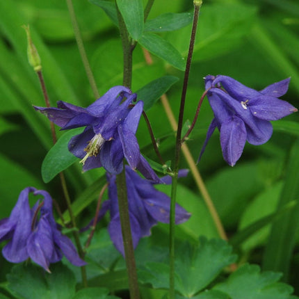 Aquilegia Barlow Blue Perennial Bedding