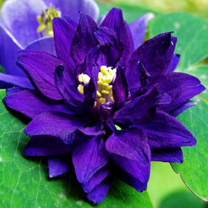 Aquilegia Barlow Blue Perennial Bedding