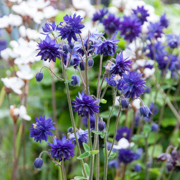 Aquilegia Barlow Blue Perennial Bedding