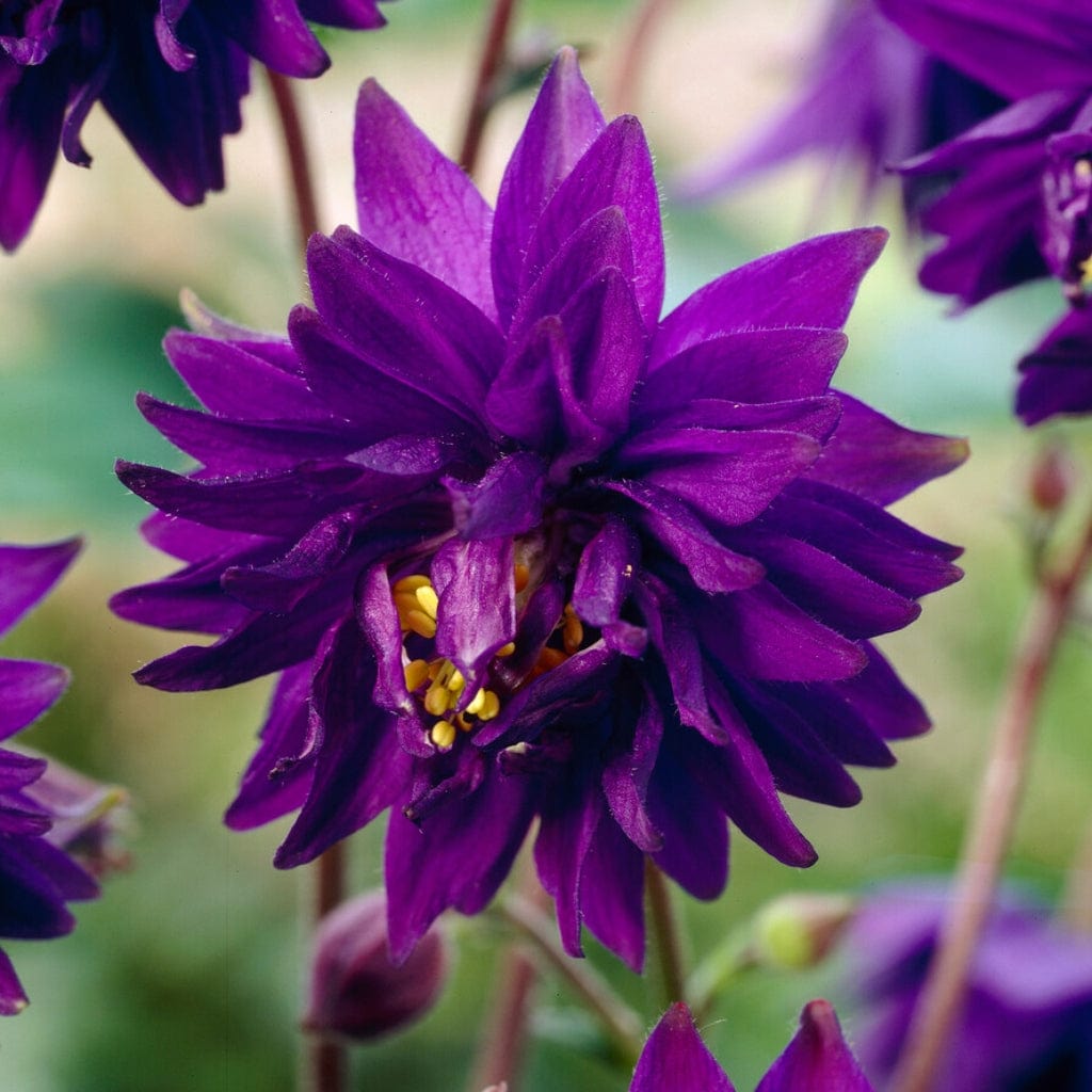 Aquilegia ‚Blue Barlow‘ Bare Roots – YWMRSM