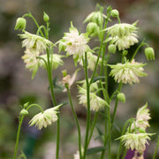 Aquilegia Barlow White Perennial Bedding