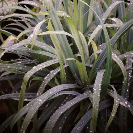 Carex laxiculmis Bunny Blue