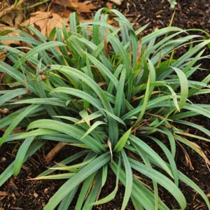 Carex laxiculmis Bunny Blue