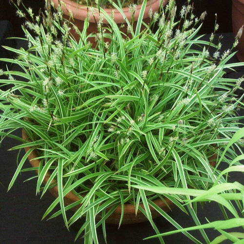 Carex morrowii Ice Dance