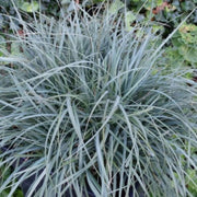 Carex panicea Pamira Perennial Bedding