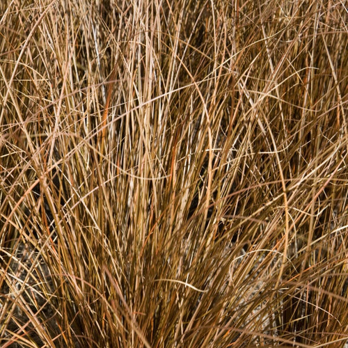 Carex petriei Milk Chocolate® Perennial Bedding