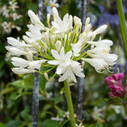 Agapanthus Bridal Bouquet Perennial Bedding