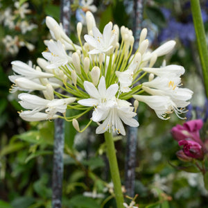 Stately Agapanthus Collection