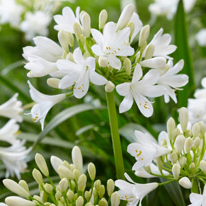 Agapanthus Bridal Bouquet Perennial Bedding