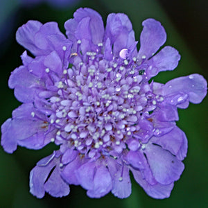 Scabiosa Butterfly Blue Perennial Bedding