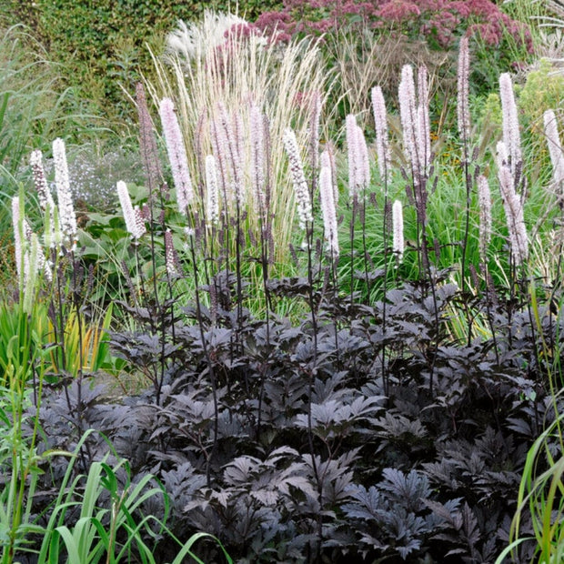 Actaea simplex 'Brunette'