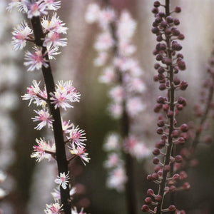 Actaea simplex 'Brunette'