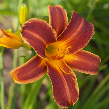 Hemerocallis 'EveryDaylily Red Ribs' Perennial Bedding