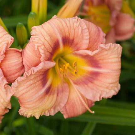 Hemerocallis 'EveryDaylily Rose' Perennial Bedding