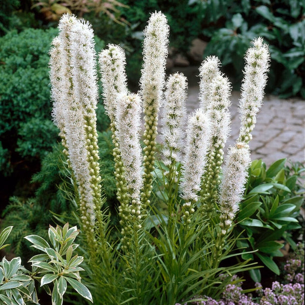 Liatris spicata 'Floristan White'