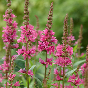 Lythrum salicaria 'Robin'