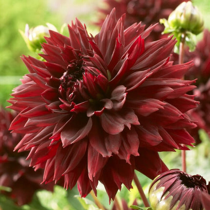 Dahlia 'Black Touch' Perennial Bedding