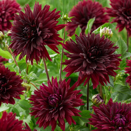 Dahlia 'Black Touch' Perennial Bedding