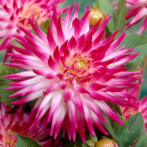 Dahlia 'Dutch Explosion' Perennial Bedding