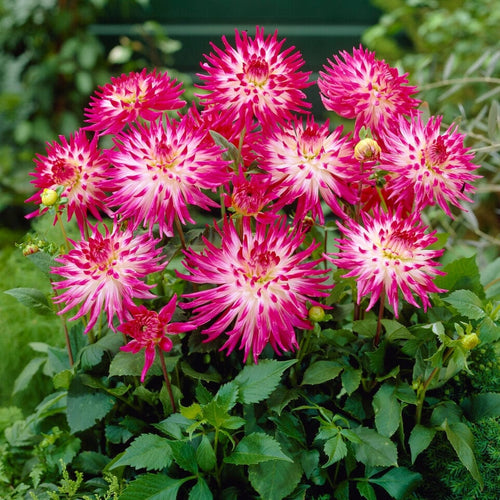 Dahlia 'Dutch Explosion' Perennial Bedding