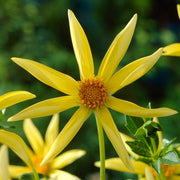 Dahlia 'Honka Yellow' Perennial Bedding