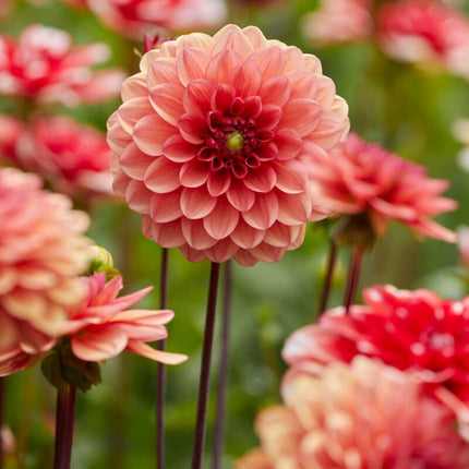 Dahlia 'Orange Girl' Perennial Bedding