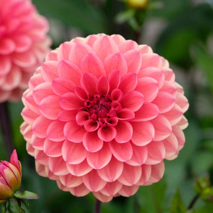 Dahlia 'Orange Girl' Perennial Bedding