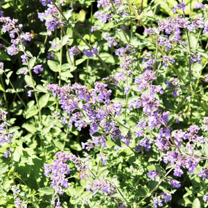 Nepeta 'Walkers Low' | 3L Pot Perennial Bedding