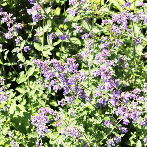 Nepeta 'Walkers Low' | 3L Pot Perennial Bedding