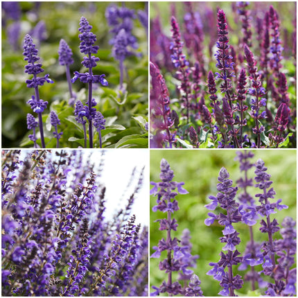 6 Salvia Plants | 'Blues Collection' | 10.5cm Pots Perennial Plants