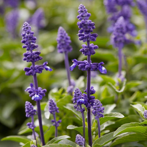 6 Salvia Plants | 'Blues Collection' | 10.5cm Pots Perennial Plants
