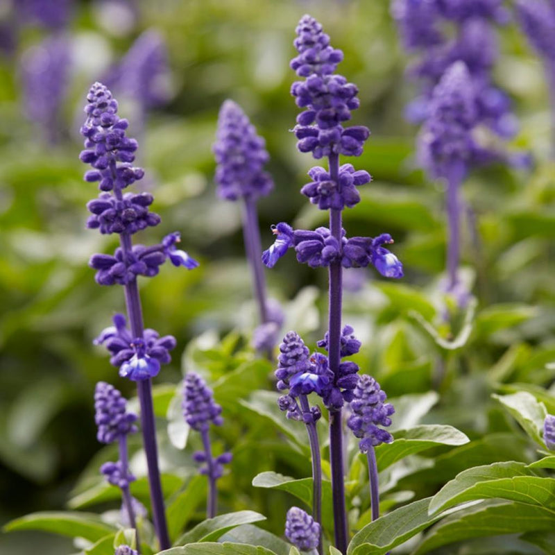 6 Salvia Plants | 'Blues Collection' | 10.5cm Pots Perennial Plants