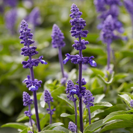 6 Salvia Plants | 'Blues Collection' | 10.5cm Pots Perennial Plants