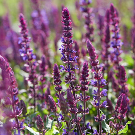 6 Salvia Plants | 'Blues Collection' | 10.5cm Pots Perennial Plants