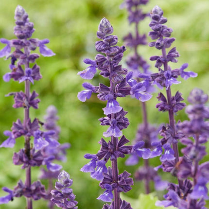 6 Salvia Plants | 'Blues Collection' | 10.5cm Pots Perennial Plants