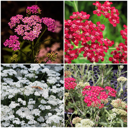 Achillea New Vintage Red Collection | 3 x 3L Pots Perennial Plants