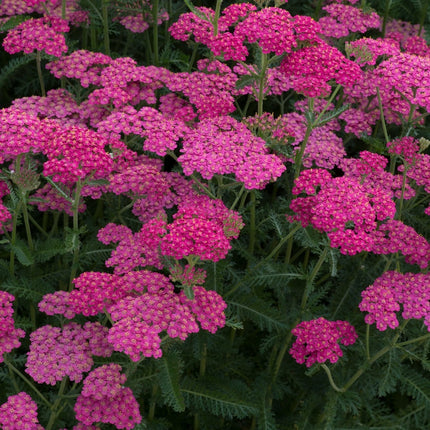 Achillea New Vintage Red Collection | 3 x 3L Pots Perennial Plants